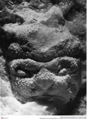Historisches Foto von Abyssophthalmus sp. (NHMW-AFW-GEO-BACHMAYER-FOTO-1990-0041-4906)